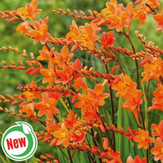 Peach Melba Crocosmia Thumbnail